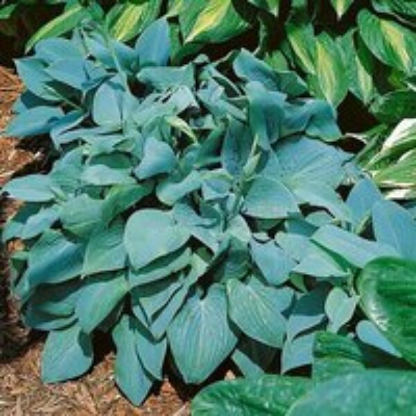 Hosta 'Fragrant Blue'