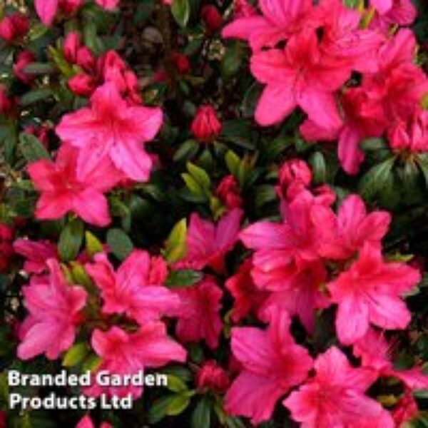 Rhododendron 'Vuyk's Scarlet' (Azalea Group)