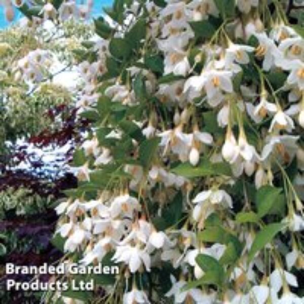 Styrax japonicus 'Fragrant Fountain'