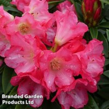 Rhododendron 'Surrey Heath'