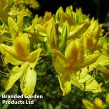 Rhododendron 'Golden Sunset' (Azalea Group)