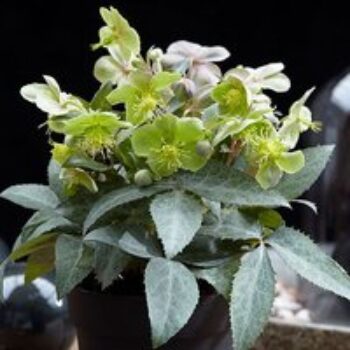 Hellebore 'Silver Star'