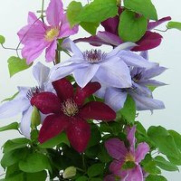 Clematis Trio Rebecca