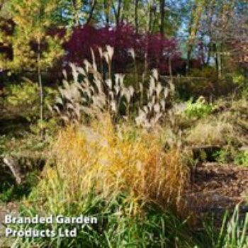 Miscanthus sinensis 'Graziella'