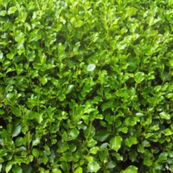 Griselinia littoralis (Hedging)