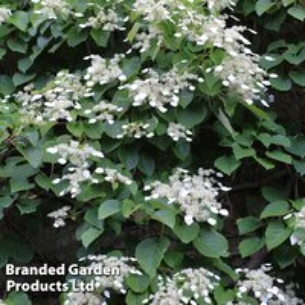 Schizophragma integrifolium 'Windmills'