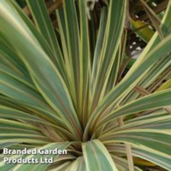 Yucca filamentosa 'Bright Edge'