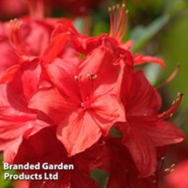 Rhododendron 'Toreador' (Azalea Group)