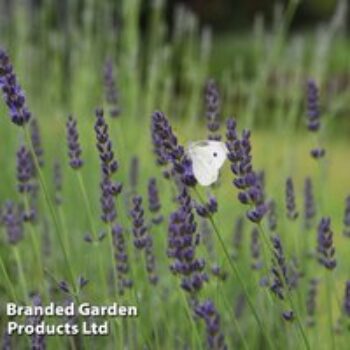 Lavender 'Grosso'