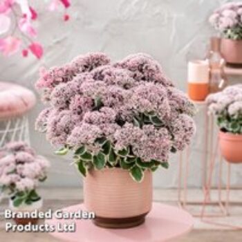 Sedum 'La Vie en Rose'