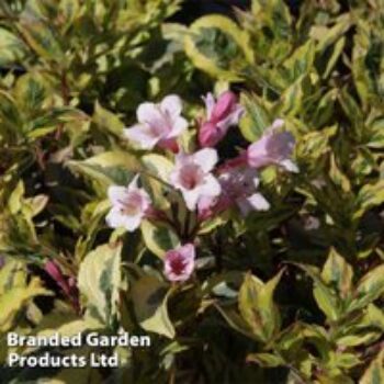 Weigela florida 'Magical Rainbow'