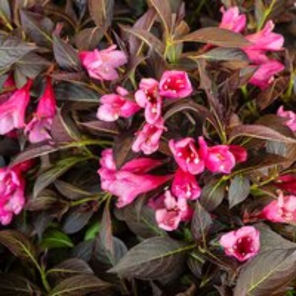 Weigela 'Arabian Nights'