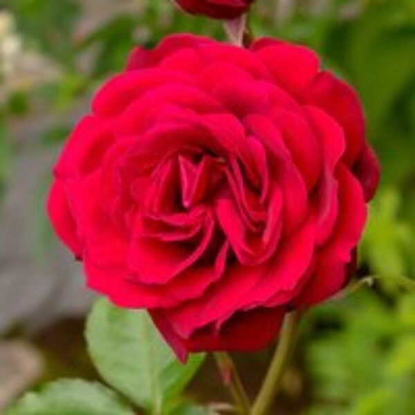 Rose 'Scented Double Red'