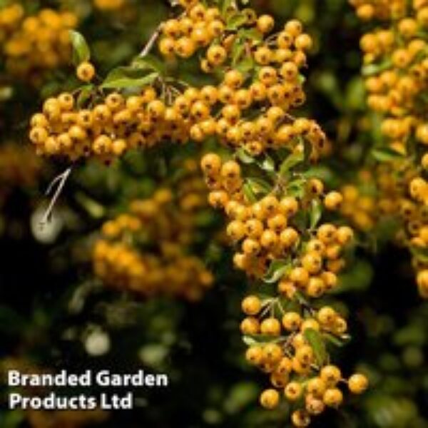 Pyracantha 'Soleil D'or'