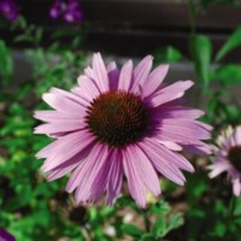 Echinacea purpurea 'Primadonna Deep Pink'