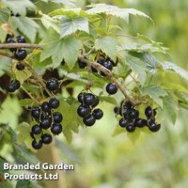 Blackcurrant 'Ben Alder'