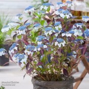 Hydrangea serrata 'Hydrantea'