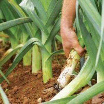 Leek 'Autumn Mixed'