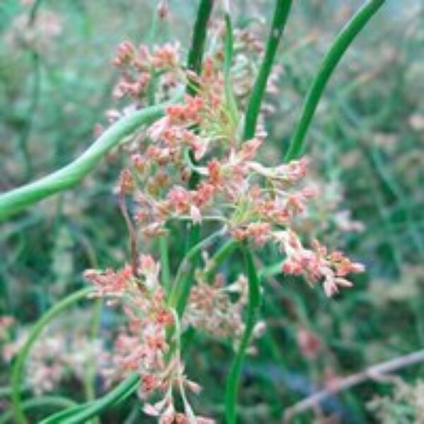 Juncus effusus f. spiralis (Marginal Aquatic)