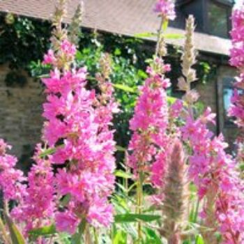 Lythrum salicaria (Marginal Aquatic)