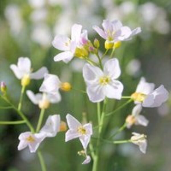 Cardamine pratensis (Marginal Aquatic)