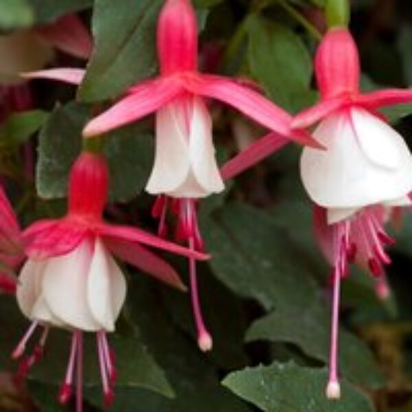 Fuchsia 'Alice Hoffman' (Hardy)