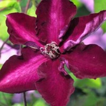 Clematis Amethyst Beauty™ evipo043