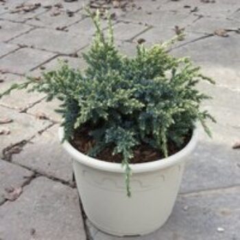 Juniperus squamata 'Holger'