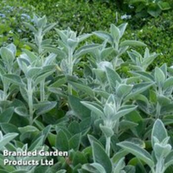 Stachys byzantina 'Big Ears'