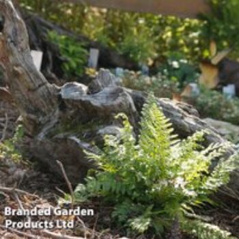 Athyrium otophorum var. 'Okanum'