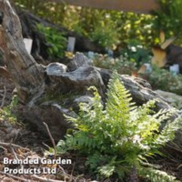 Athyrium otophorum var. 'Okanum'