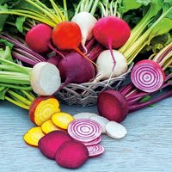 Beetroot 'Rainbow Mixed'