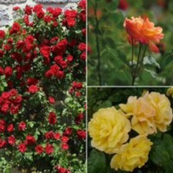 Rose 'Climbing Collection'