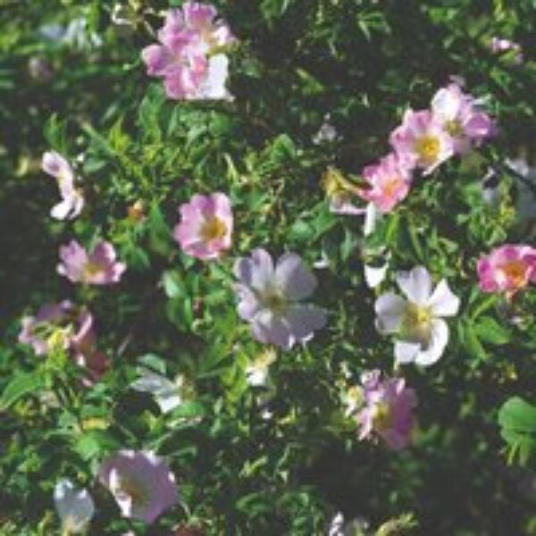 Dog rose (Hedging)