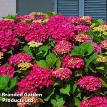 Hydrangea macrophylla 'Ab Green Shadow'