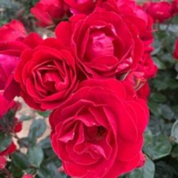 Rose 'Precious Ruby' (Floribunda Rose)