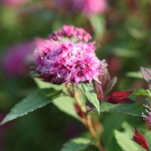 Spiraea japonica 'Double Play Big Bang'