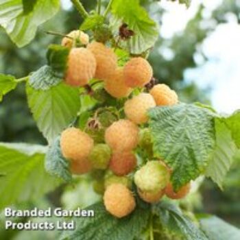 Raspberry 'Twotimer Sugana Yellow' (Everbearing)