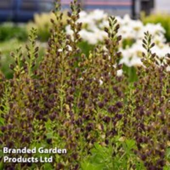 Baptisia 'Decadence Dark Chocolate'