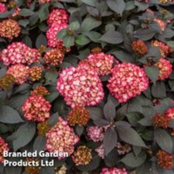 Hydrangea macrophylla First Editions® 'Eclipse'