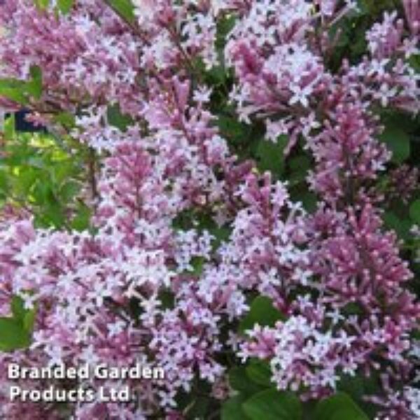 Lilac 'Superba'