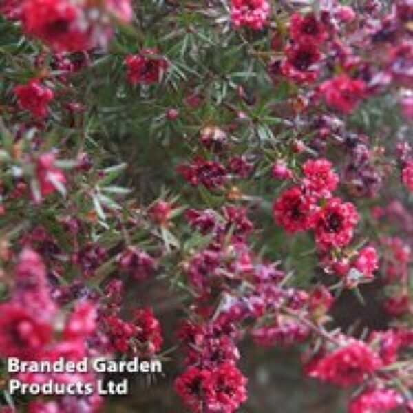 Leptospermum scoparium 'Red Damask'