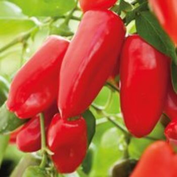 Sweet Pepper 'Snack Red'