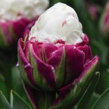 Tulip 'Ice Cream'