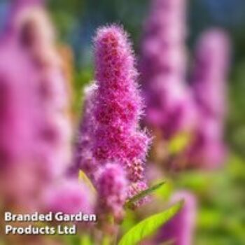 Spiraea x billardii