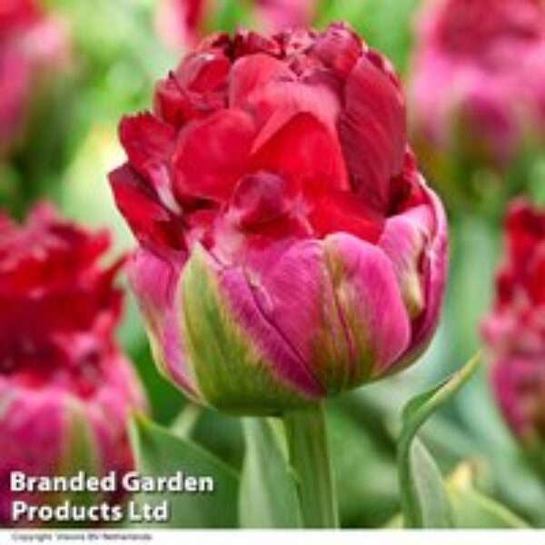 Tulip 'Ice Cream Cranberry'