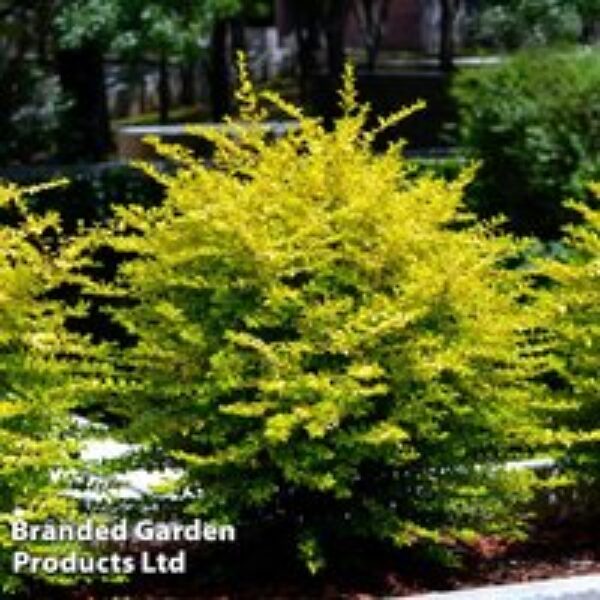 Ligustrum sinense 'Sunshine'