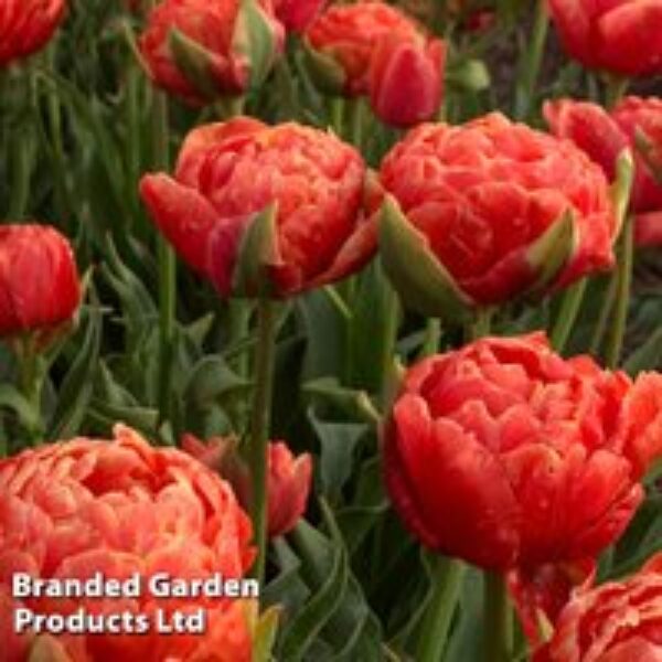 Tulip 'Orange Flavour'