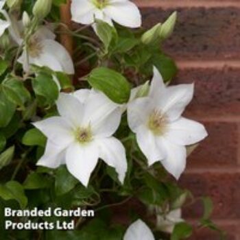 Clematis 'Guernsey Flute'?