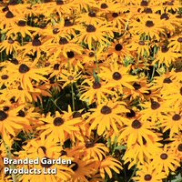 Rudbeckia fulgida 'Early Bird Gold'